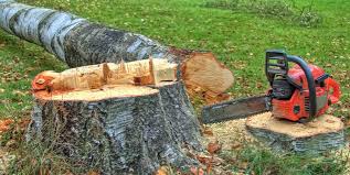 Best Hazardous Tree Removal  in Warrenton, VA
