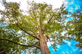 Best Tree Disease Treatment  in Warrenton, VA
