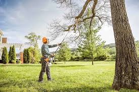 Best Tree Mulching  in Warrenton, VA