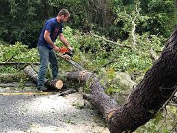 Best Emergency Tree Removal  in Warrenton, VA