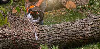 Best Tree Preservation Services  in Warrenton, VA