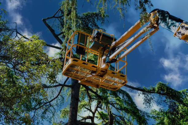 Best Tree Cabling and Bracing  in Warrenton, VA