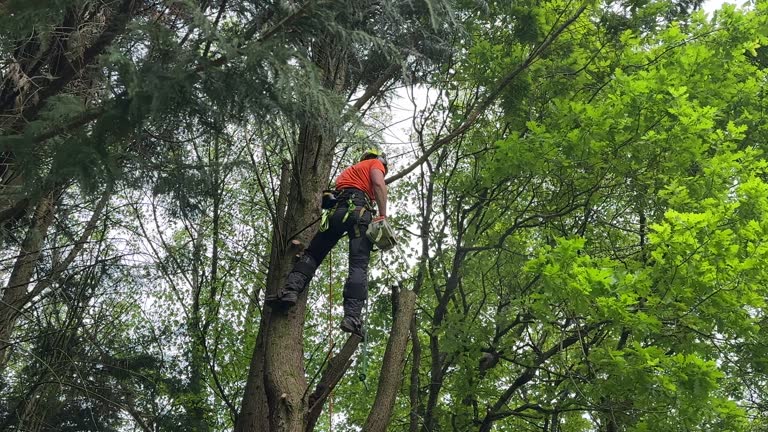 Best Tree Removal  in Warrenton, VA
