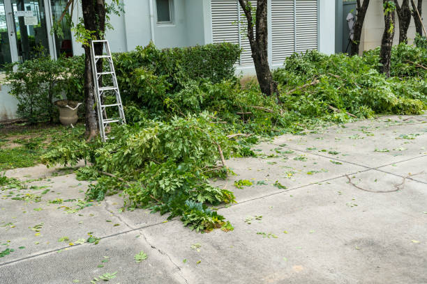 How Our Tree Care Process Works  in  Warrenton, VA