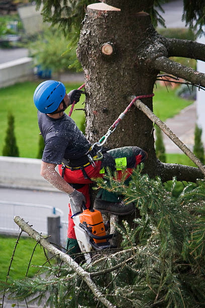 Best Tree Risk Assessment  in Warrenton, VA
