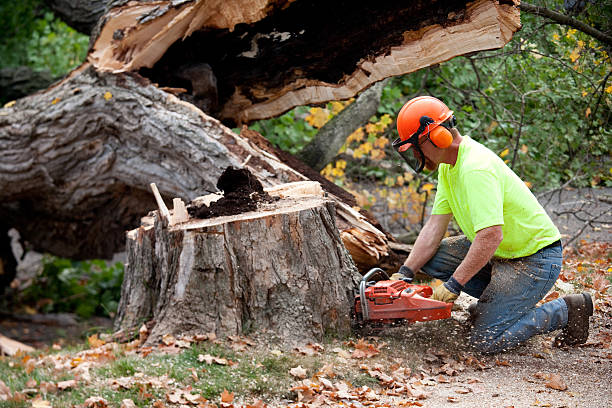 Best Tree Health Inspection  in Warrenton, VA