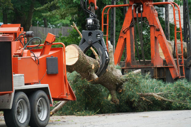 Best Grass Overseeding  in Warrenton, VA