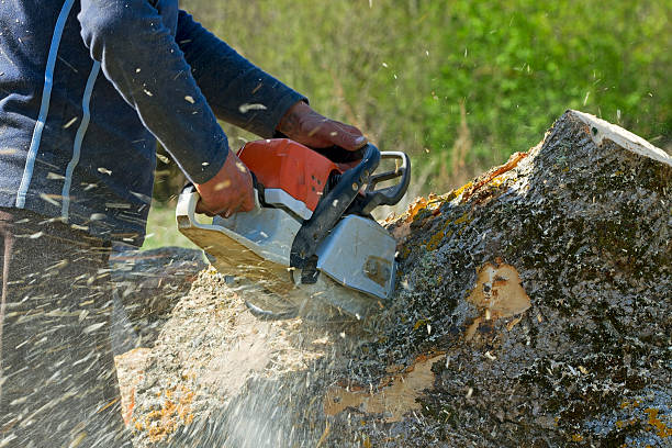 Best Emergency Tree Removal  in Warrenton, VA